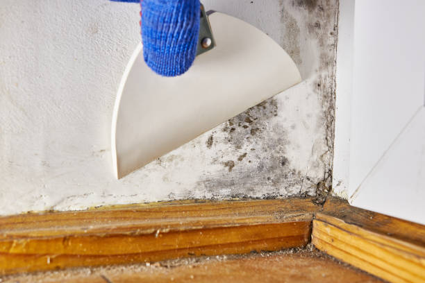 Reliable Essex Junction, VT Mold Removal Solutions