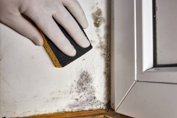 Best Mold Documentation for Insurance Claims  in Essex Junction, VT